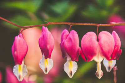 Close-up of pink flowering plants