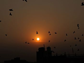 Silhouette birds flying in the sky