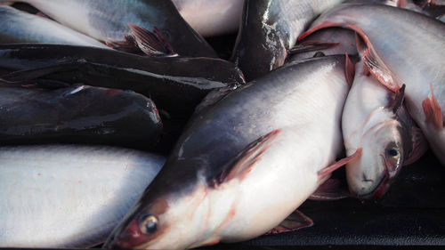 Close-up of fish for sale in market