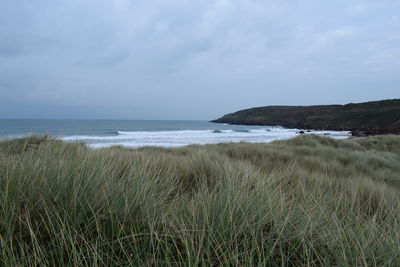 Grass at beach against sky