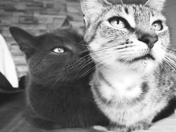 Close-up portrait of cat sitting