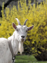 Portrait of an animal on field