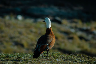 Close-up of bird