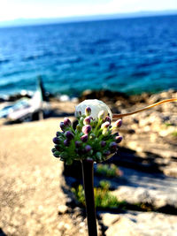 Close-up of flowering plant by sea against sky