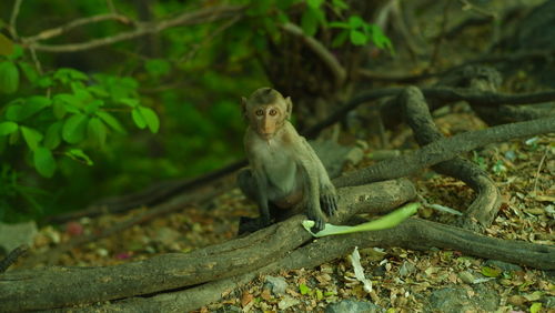 Monkey sitting on tree