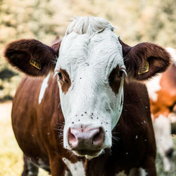 Close-up of cow in field