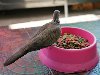 High angle view of bird perching on table