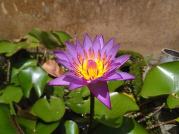 Close-up of lotus water lily in pond