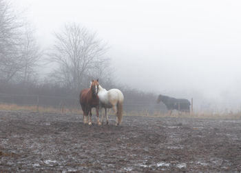 Horses in a field on a foggy and cold day