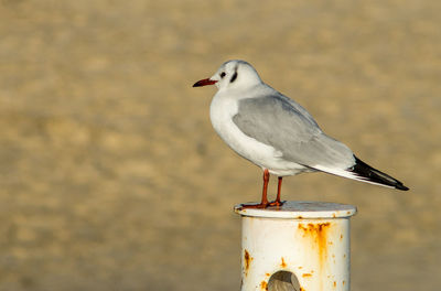 Close-up of seagull perching on water