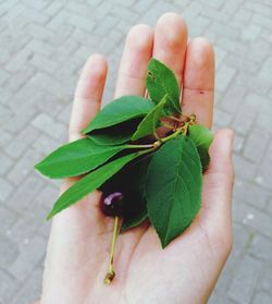 Close-up of hand holding leaf