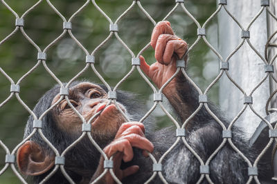 Close-up of man with chainlink fence in cage at zoo