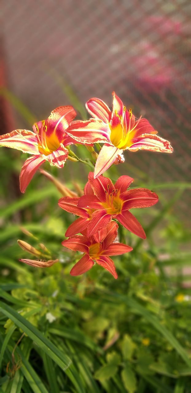 CLOSE-UP OF RED FLOWER