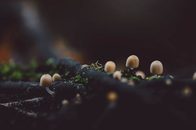 Close-up of mushrooms growing on field