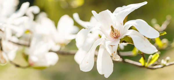 Spring blooming magnolia tree flowers
