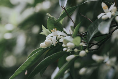 Close-up of white flowering plant