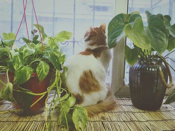 Close-up of cat sitting on potted plant