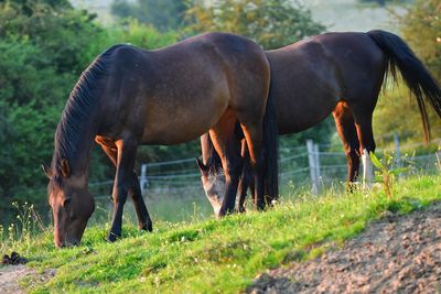 Horse standing on field