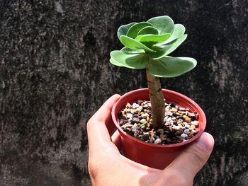 Cropped image of hand holding succulent plant against wall