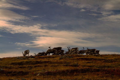 Horses on grassy field against sky