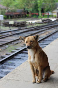 Close-up of dog sitting on railroad track