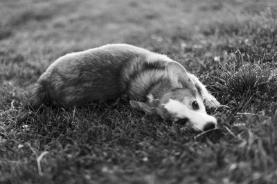 Dog resting on a field