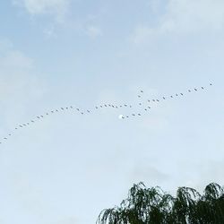 Low angle view of birds flying in sky