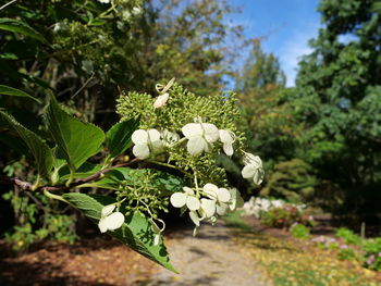 Close-up of white flowering plant