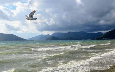 Seagull flying over sea against sky