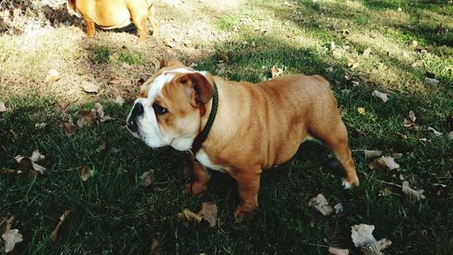 High angle view of dog standing on field