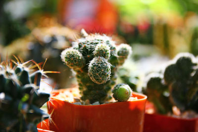 Close-up of succulent plant