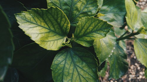 Close-up of leaves