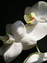 Close-up of frangipani blooming against black background