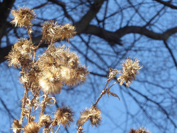 Low angle view of cherry blossoms against sky during winter