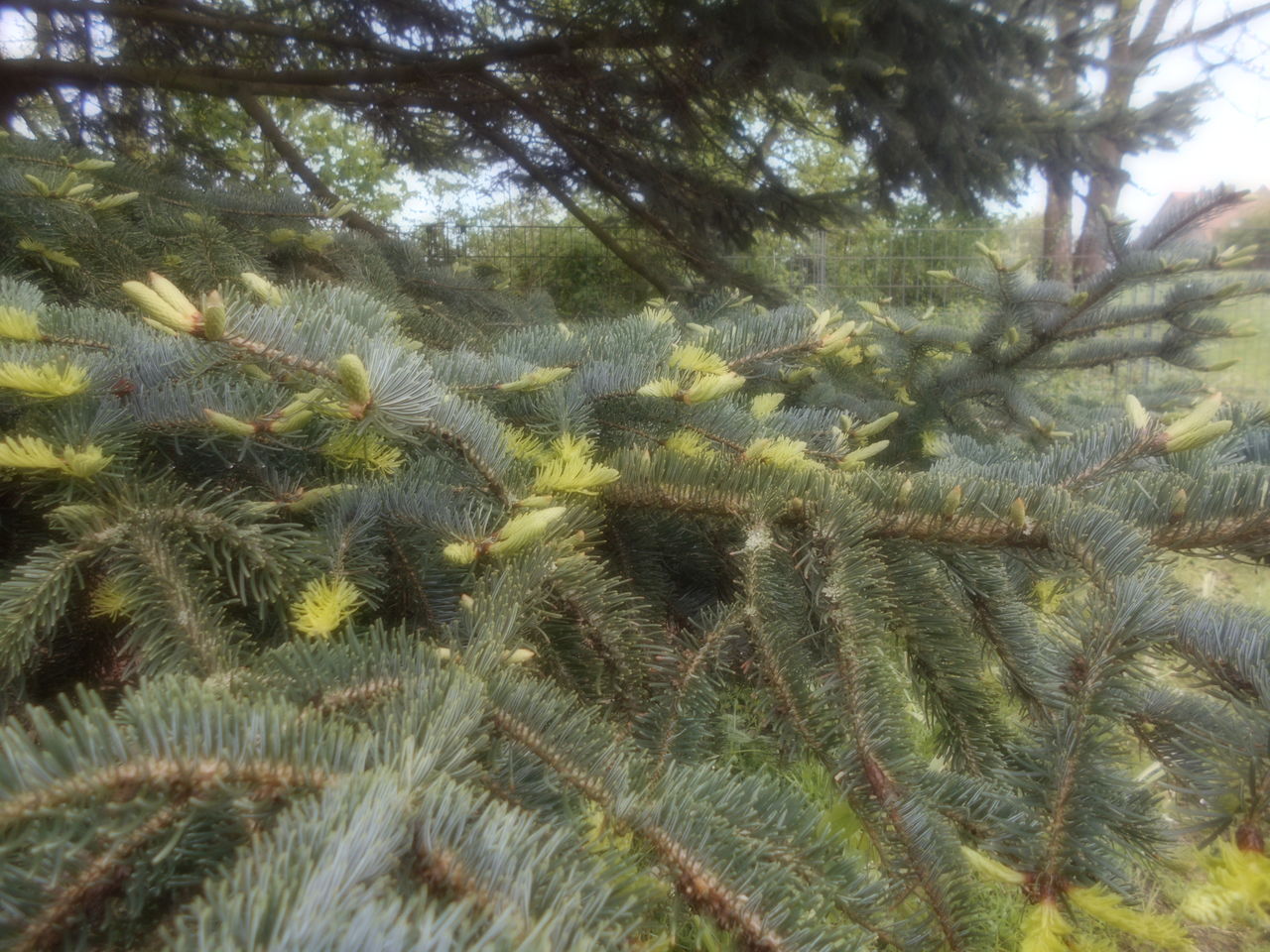 plant, tree, growth, beauty in nature, no people, nature, tranquility, spruce, green, day, low angle view, fir, land, vegetation, branch, palm tree, leaf, outdoors, scenics - nature, forest, tranquil scene, sunlight, plant part