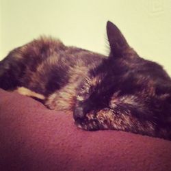 Close-up of cat sleeping