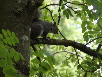 Low angle view of monkey on tree in forest