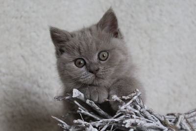 Close-up portrait of cat