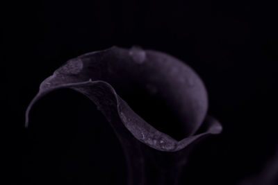 Close-up of purple flower against black background