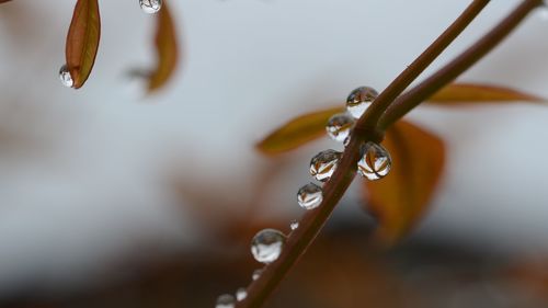 Close-up of raindrops on plant