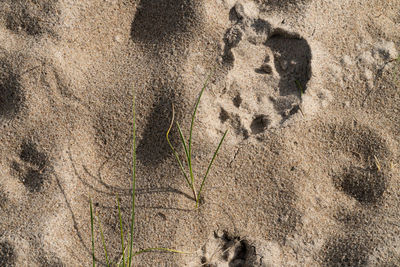 High angle view of shadow on sand