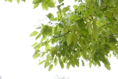 Low angle view of leaves on tree