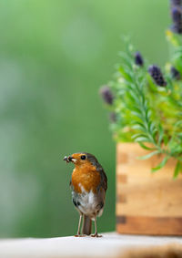 Close-up of bird perching on plant