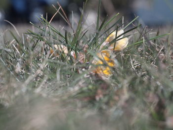grass