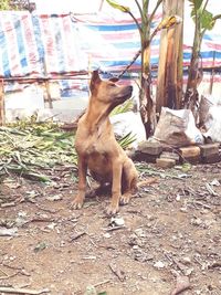 Dog sitting on field