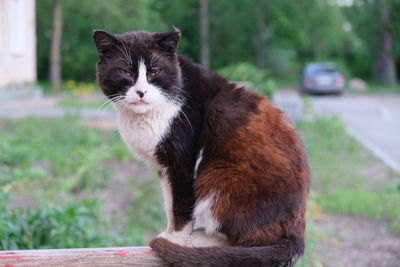 Portrait of a cat