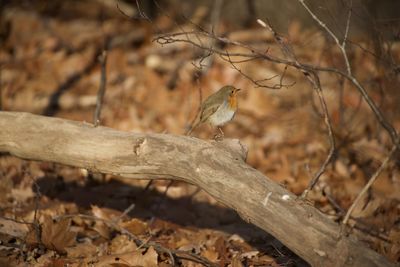 Close-up of bird perching on tree