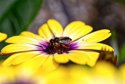 Close-up of insect on yellow flower