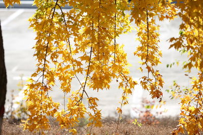 Close-up of yellow autumn leaves on field