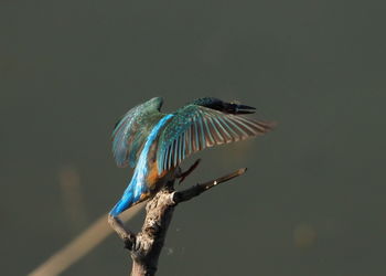 Bird perching on a tree